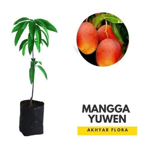 Jual Asli Bibit Mangga Yuwen Pohon Mangga Bibit Buah Mangga Taiwan