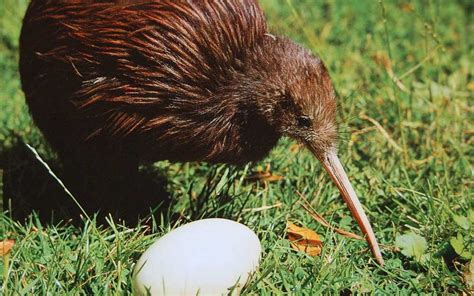 Kiwi bird, New Zealand’s national symbol Tauranga, New Zealand – Above ...