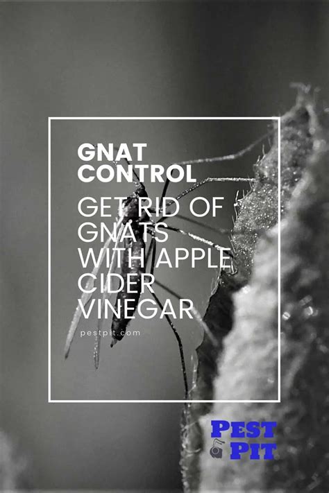 Get Rid of Gnats With Apple Cider Vinegar - Complete Guide - Pest Pit