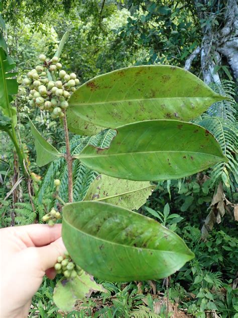 Syzygium Myrtaceae Image At Phytoimages Siu Edu