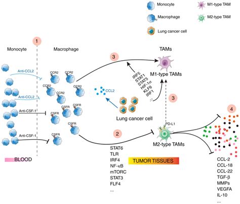 Tumor‑associated Macrophages In Lung Cancer Friend Or Foe Review