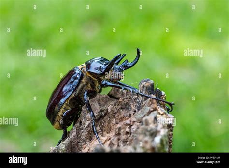 Rhinoceros beetle (Megasoma actaeon) male, Panguana Reserve, Huanuco ...
