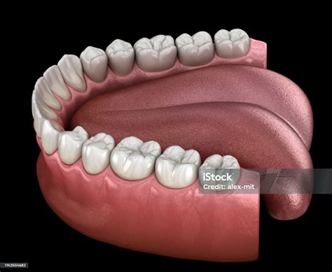 Mandibular Human Gum And Teeth Medically Accurate Tooth 3d Illustration