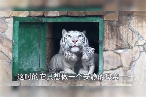 母老虎失去幼崽，饲养员找猪宝宝代替，没过多久饲养员就后悔了宝宝母老虎