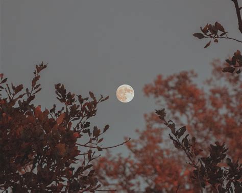 Full Moon Total Lunar Eclipse in Taurus ~ Nov 8th, 2022 at 3:02am PT/ 5