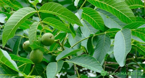 Листья грецкого ореха как удобрение - Agro-Market24