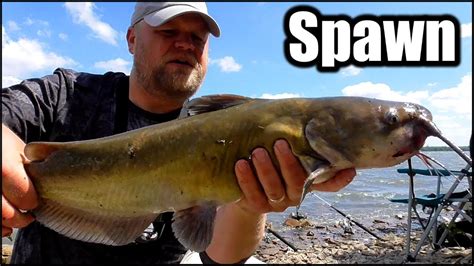 Catfishing During Spawn Bank Fishing For Channel Catfish Youtube