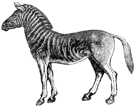 quagga clipart
