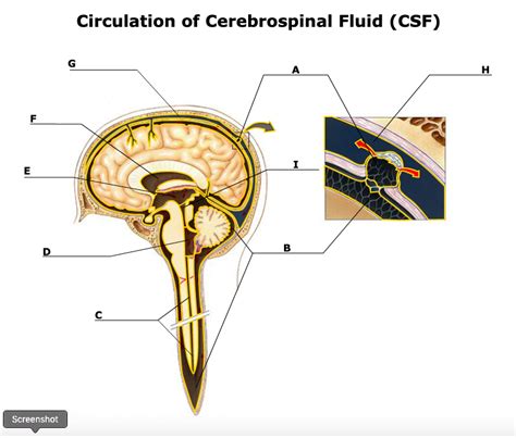 Circulation Of CSF Diagram Quizlet