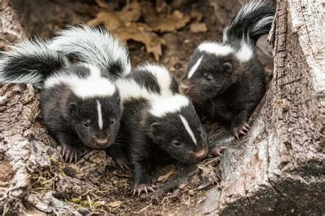 What Do Skunks Eat Worldwide Nature