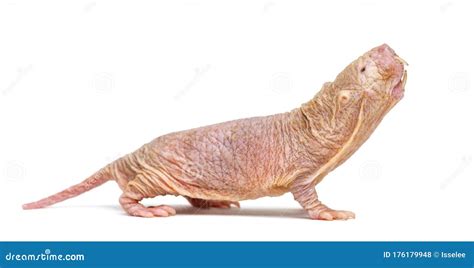 Naked Mole Rat Hairless Rat Isolated On Wihte Stock Photo Image Of Eusocial Hairless