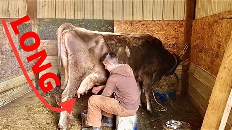 How To Hand Milk A Cow With Long Teats Youtube