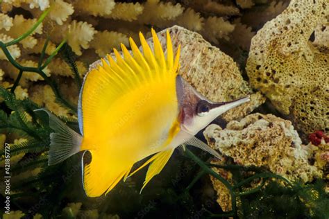 Forcipiger Longirostris Commonly Known As The Longnose Butterflyfish