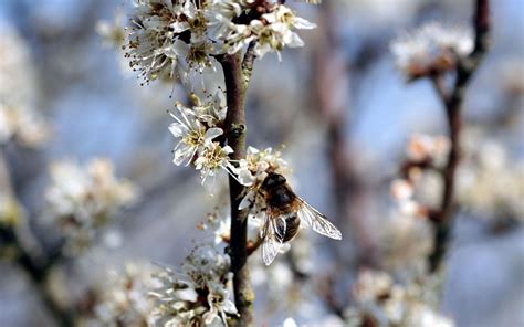 Primavera Flores Galhos Foto Gratuita No Pixabay Pixabay