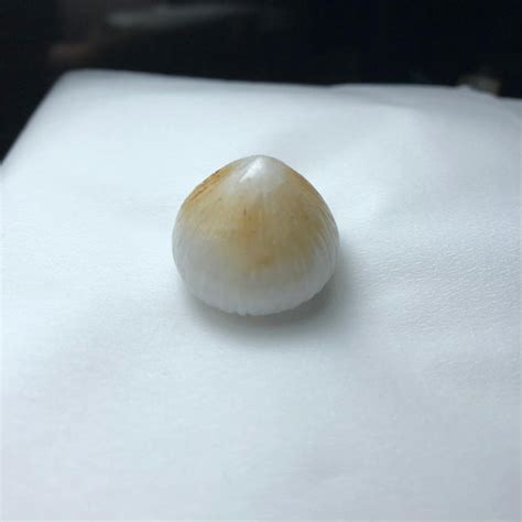 jual batu kelapa asli  buah kelapa garansi alami kab banjar