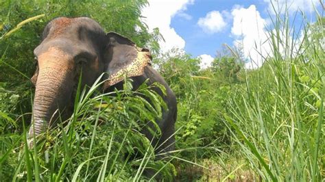 Phuket: Elephant Sanctuary Small Group Tour - Phuket.Net