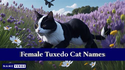 Tuxedo Cat Names: 300 Trendy Names For Your Tuxedo Cat