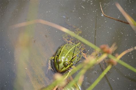 Frog Pond Animal - Free photo on Pixabay - Pixabay