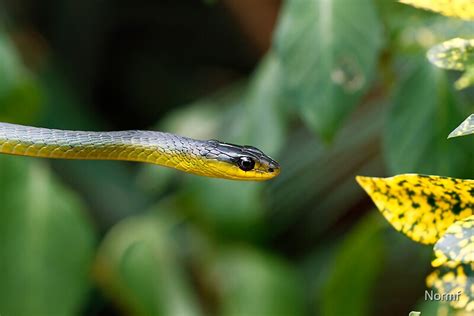 "Australian green tree snake - Dendrelaphis punctulata" by Normf ...