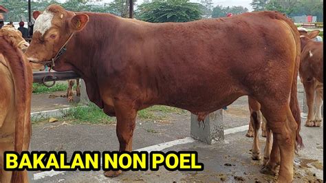 BAKALAN SAPI NON POEL INFO HARGA YouTube