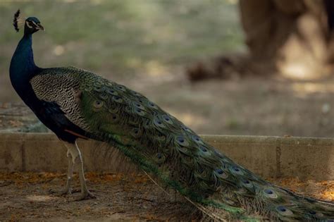 Premium Photo Peacock Walking In The Park Closeup