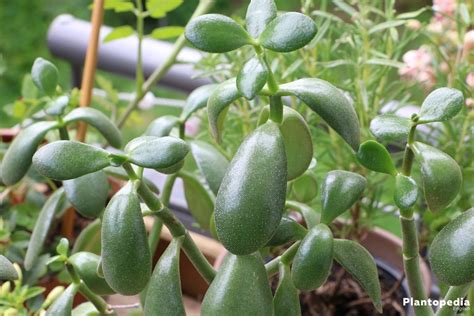 How To Grow Moneyjade Plants Crassula Ovata Zohal