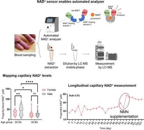 指尖采血分析绘制了现实世界中不同性别和年龄的 NAD 差异 Aging Cell X MOL