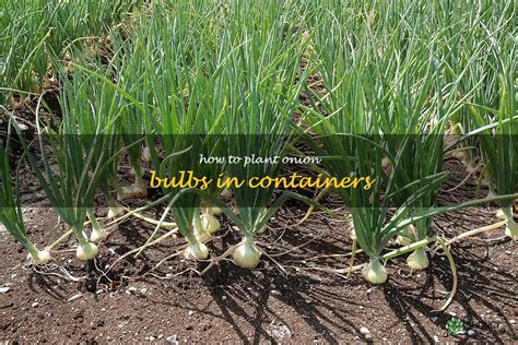 Growing Onions In Containers A Step By Step Guide Shuncy