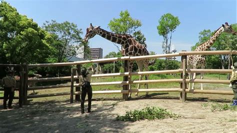 【天王寺動物園】のんびり過ごすキリンとエランドとひと Youtube