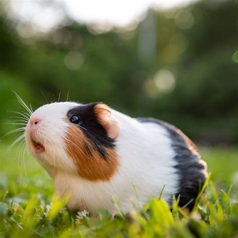 Guinea Pig Wikipedia 41 Off Instrumentationkmitlacth