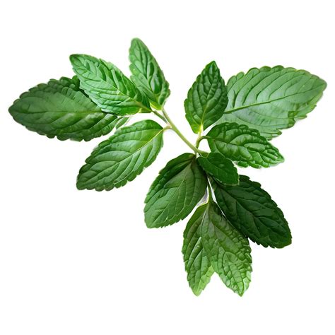 Download Mint Leaf Pattern Png Vhv