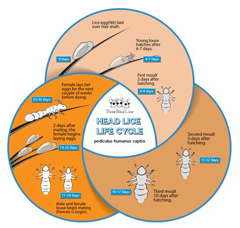 Head Louse Life Cycle