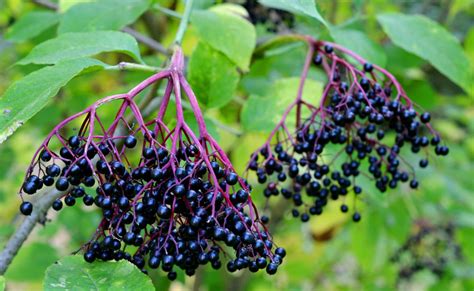 Are Elderberry Poisonous? | Plant Addicts