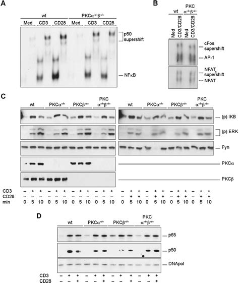 Pkcα And Pkcβ Cooperate Functionally In Cd3 Induced De Novo Il 2 Mrna