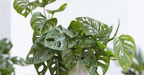 Monstera ‘Monkey Leaf’: Pflanz- und Pflegetipps - Mein schöner Garten