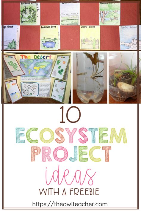 10 ecosystem project ideas – Artofit