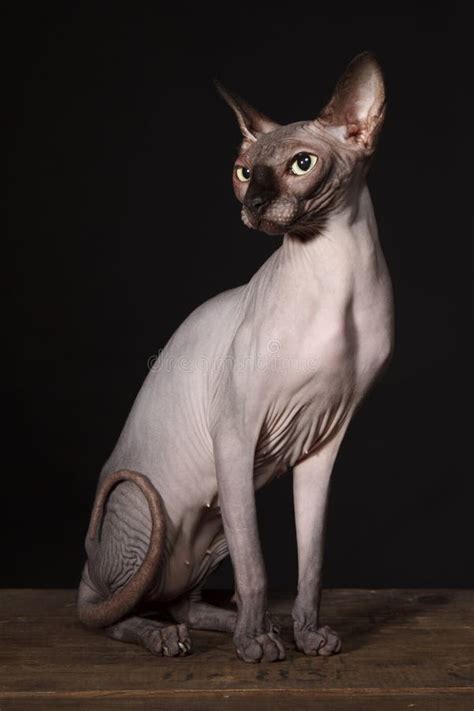 Sphynx Cat Stock Photo Image Of Portrait Naked Breed 17411934
