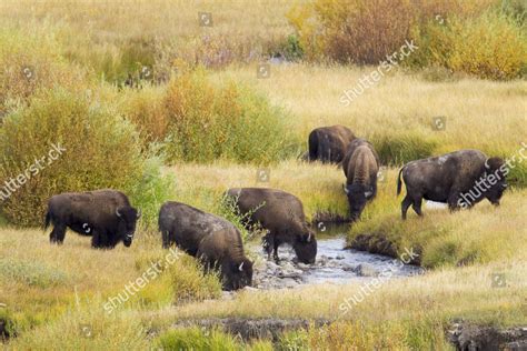 North American Bison Bison Bison Herd Editorial Stock Photo Stock