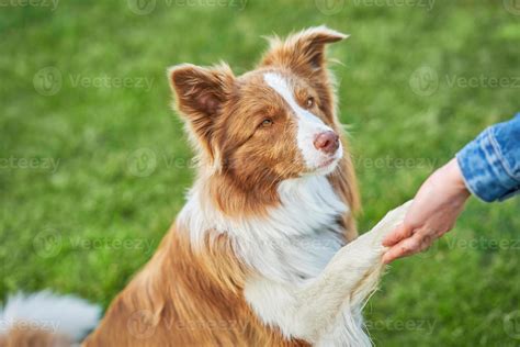 Chocolate White Border Collie with woman owner 15886903 Stock Photo at
