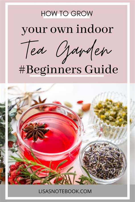 A Beginners Guide To Growing A Tea Garden Indoors Lisa S Notebook