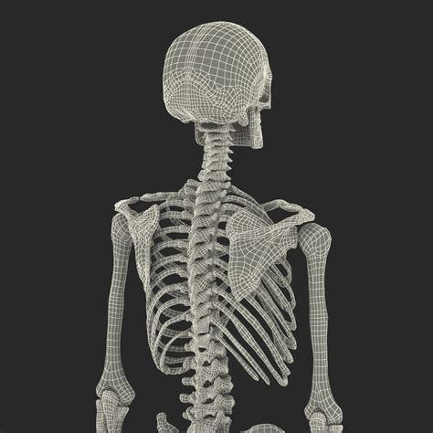 Human Male Skeleton D Model Ds Fbx Obj Max Ma C D Blend