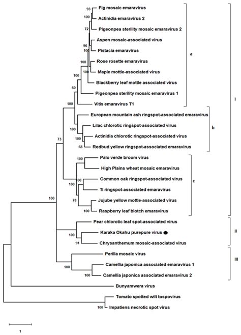 Phylogenetic Tree Inferred Using The Amino Acid Sequences Of The