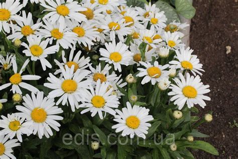 Купить Ромашка садовая бордюрная Nanus Dwarf Snow Lady в контейнере в ...