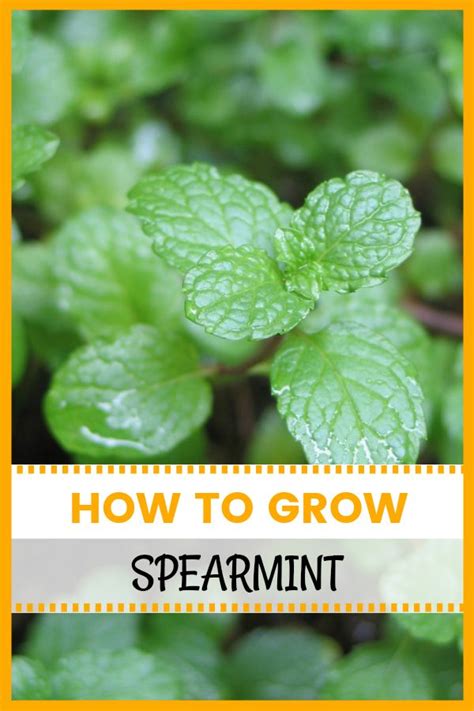 How To Grow Spearmint Hydroponic Growing Organic Gardening Gardening Tips