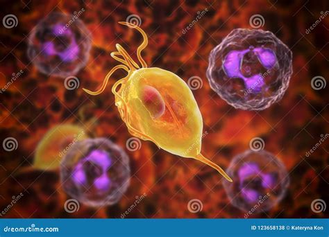 Trichomonas Vaginalis Protozoan Stock Illustration Illustration Of 42768 Hot Sex Picture