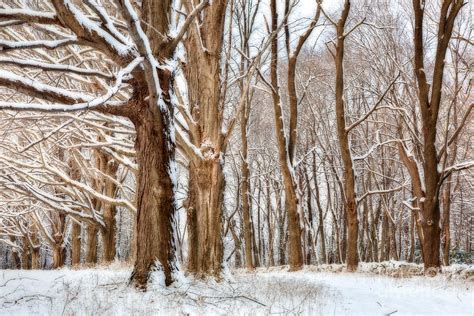 Forest Fantasy Photograph By Susan Cole Kelly Fine Art America