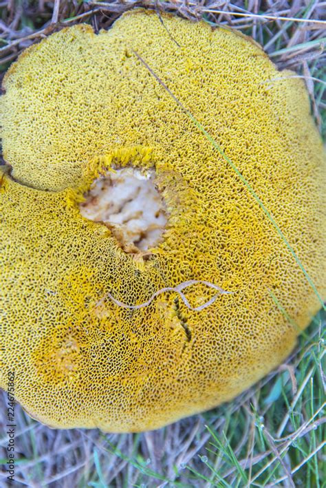 Foto De Variedad De Hongos De Diverso Tipo Y Colorido Desde Los Mas