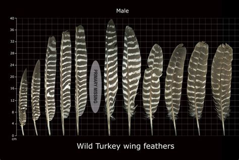 The Feather Atlas - Feather Identification and Scans | Feather identification, Feather, Feather art