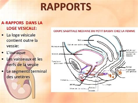 La Vessie Dr Chenafa Service Danatomie Normale Chu