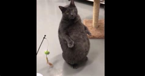 Internet Sensation Bruno The Fat Cat Gets Adopted Cbs Miami